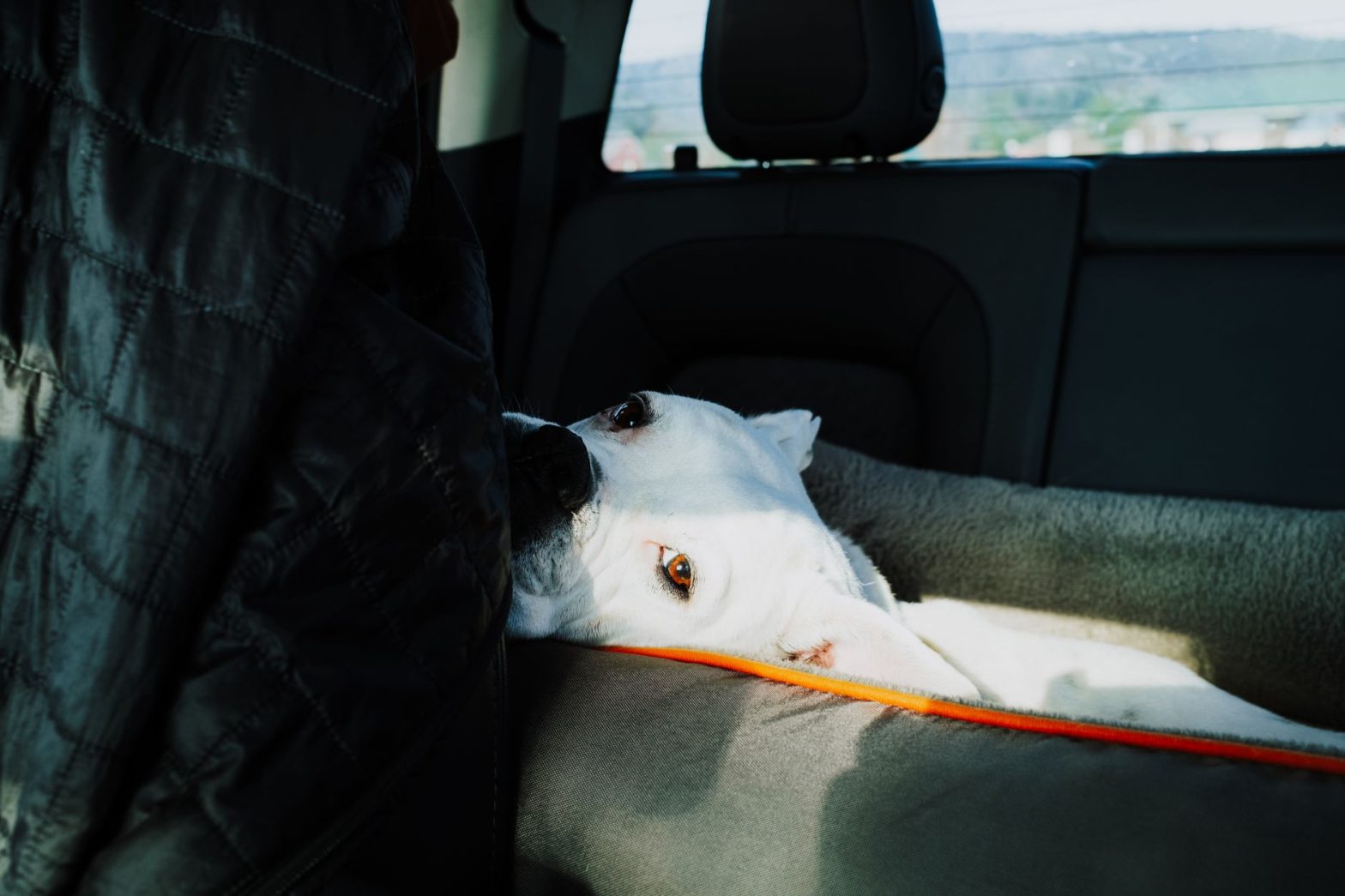 Best Dog Car Seat Belts and Harnesses for 2026: Safe Travel Guide