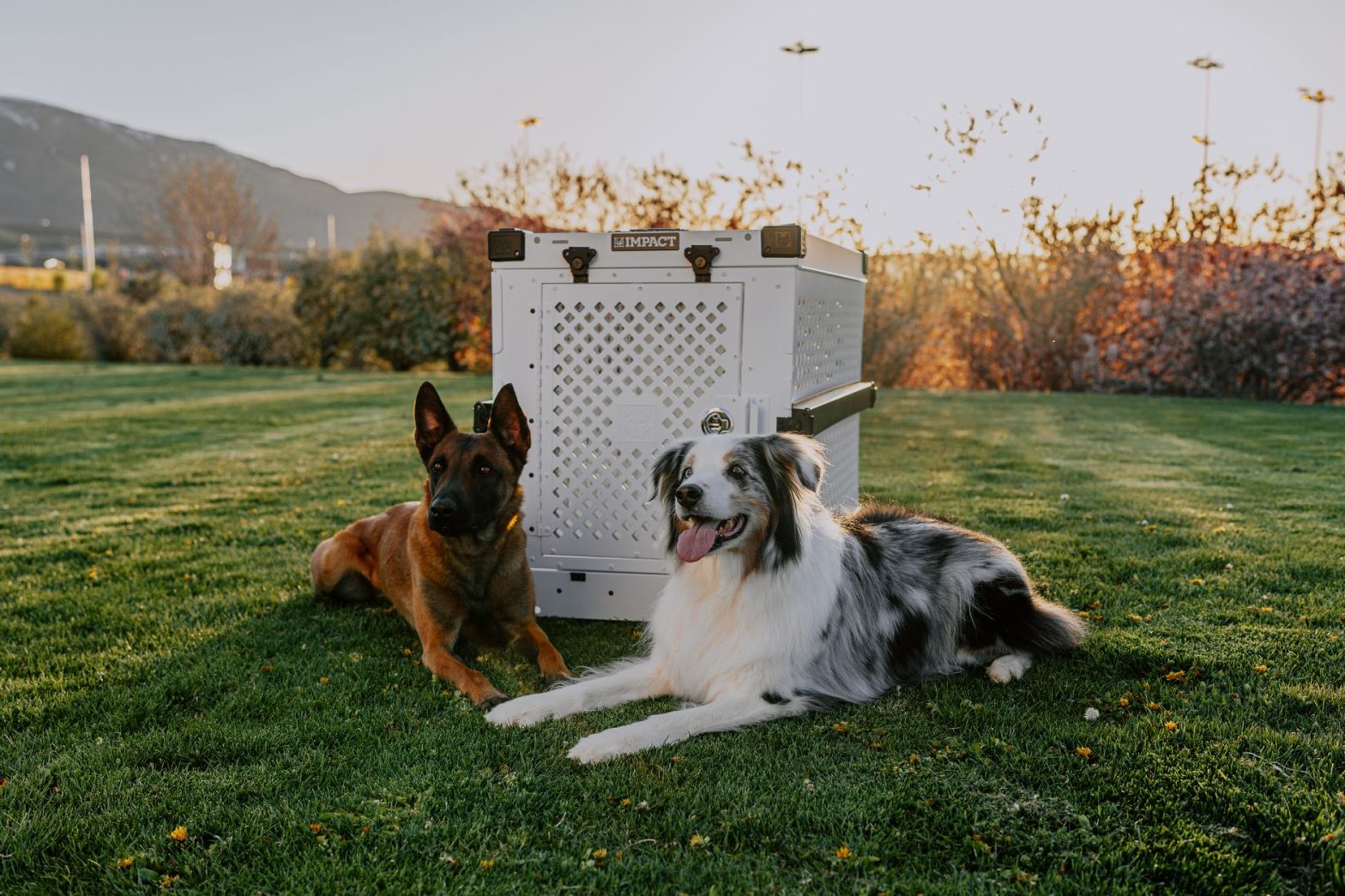 Best Dog Crates in 2026: Lucy’s Tested Guide to Sizes and Styles