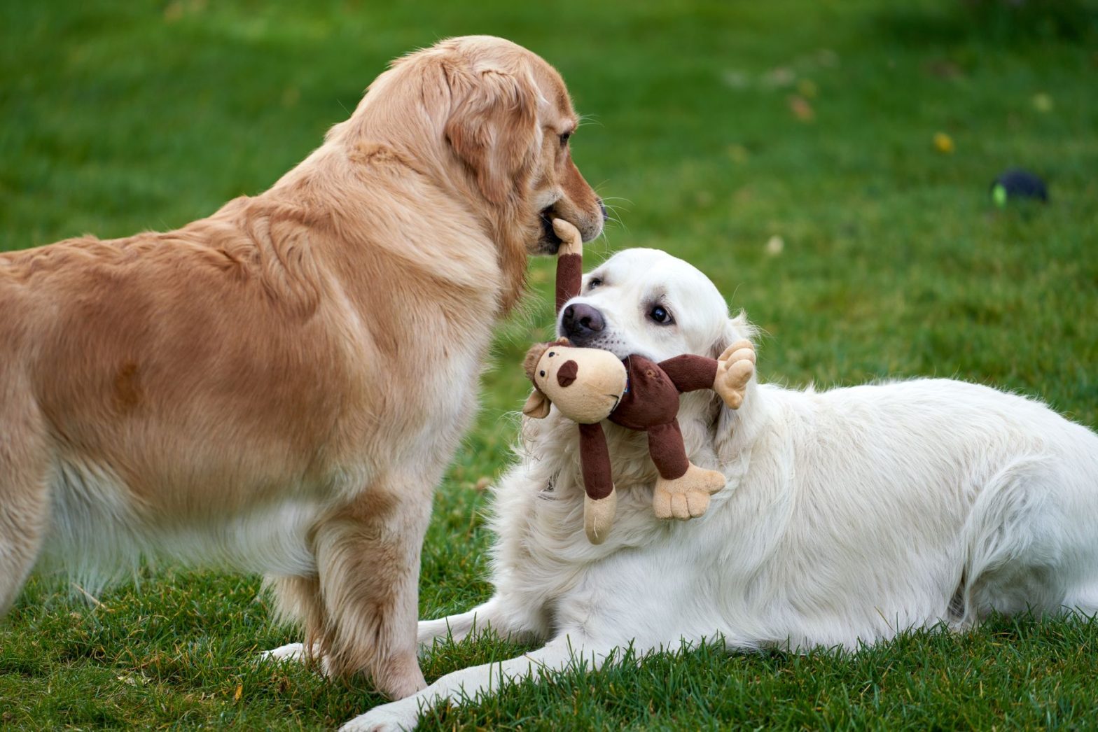 Best Dog Toys Made in the USA: A 2026 Safety and Durability Guide
