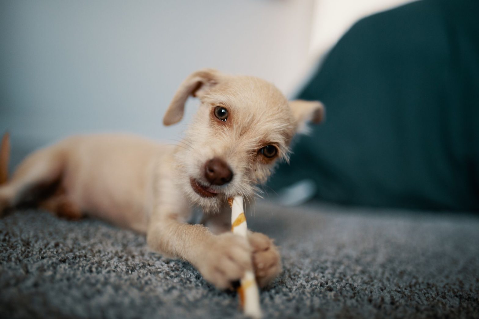 Best Puppy Chew Toys for 2026: Safe Picks for Teething