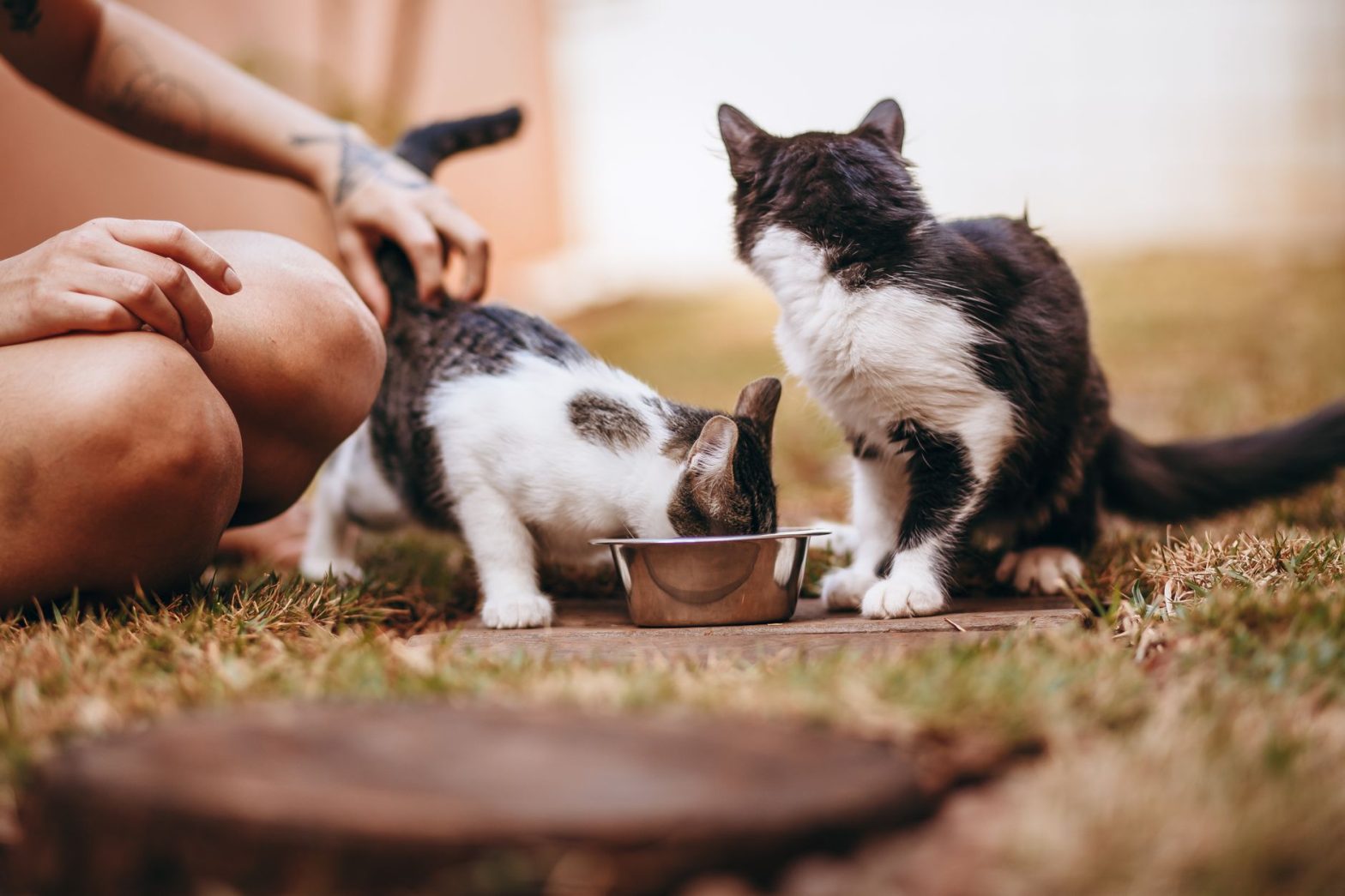 Best Slow Feeder Bowls for Dogs in 2026: Lucy’s Top Picks