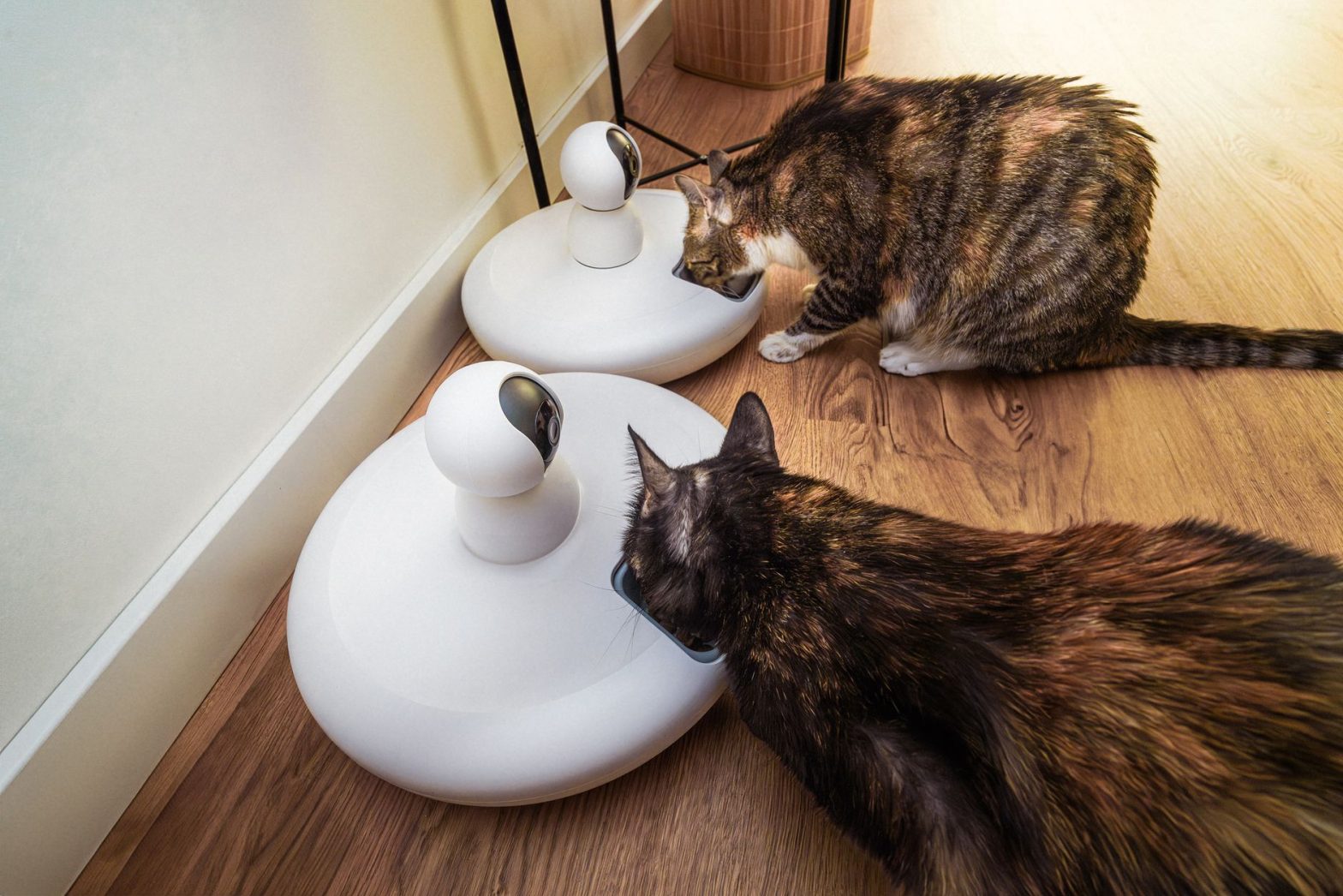 Cat Automatic Feeders Guide: Which Type Suits Your Home in 2026?