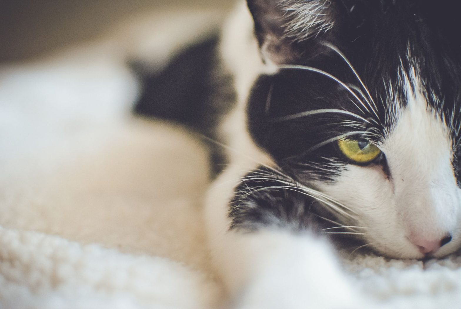 Cat Calming Products Guide 2026: What Really Works