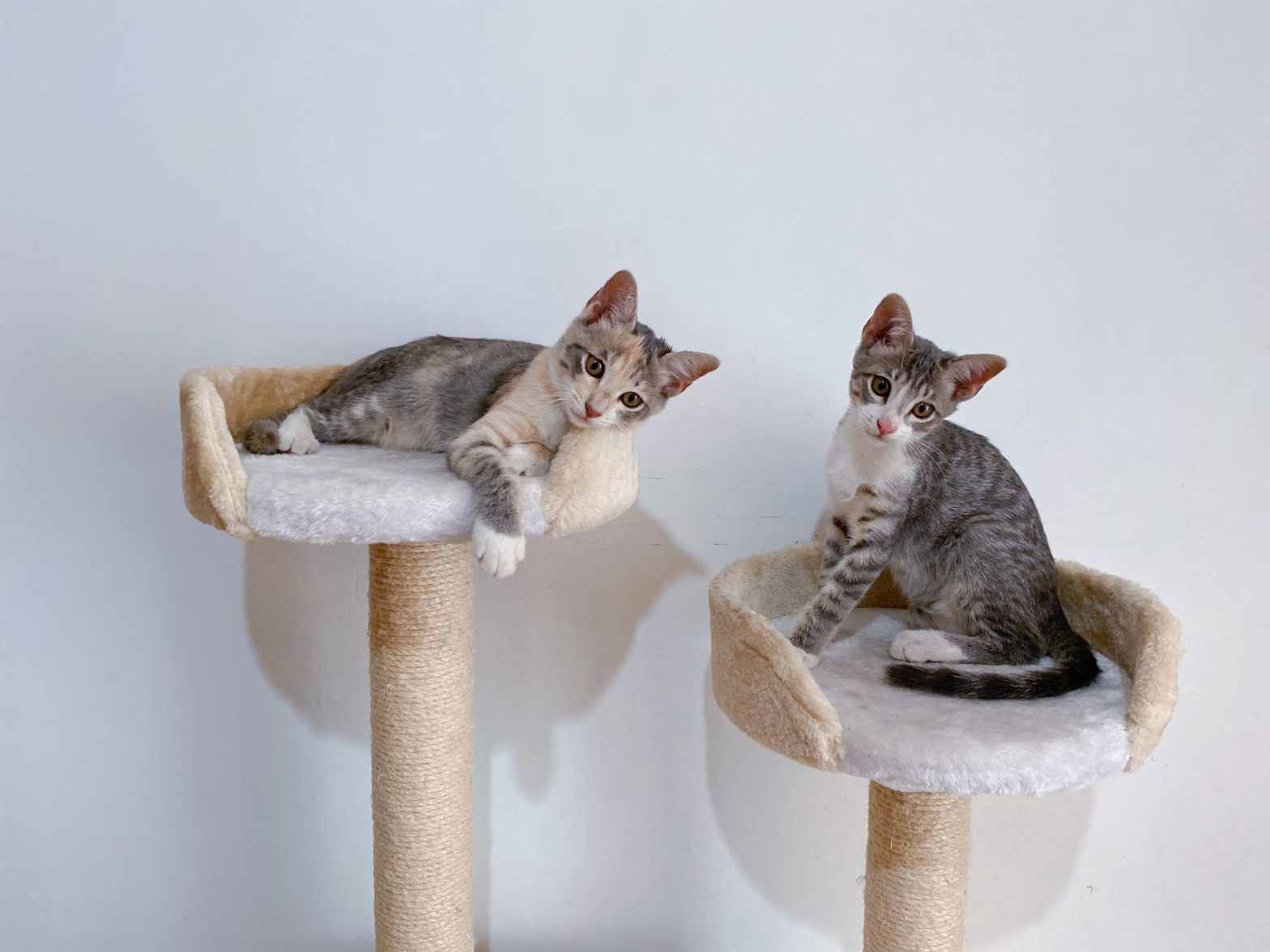 Cat Trees and Towers Guide: Choosing the Perfect Setup in 2026