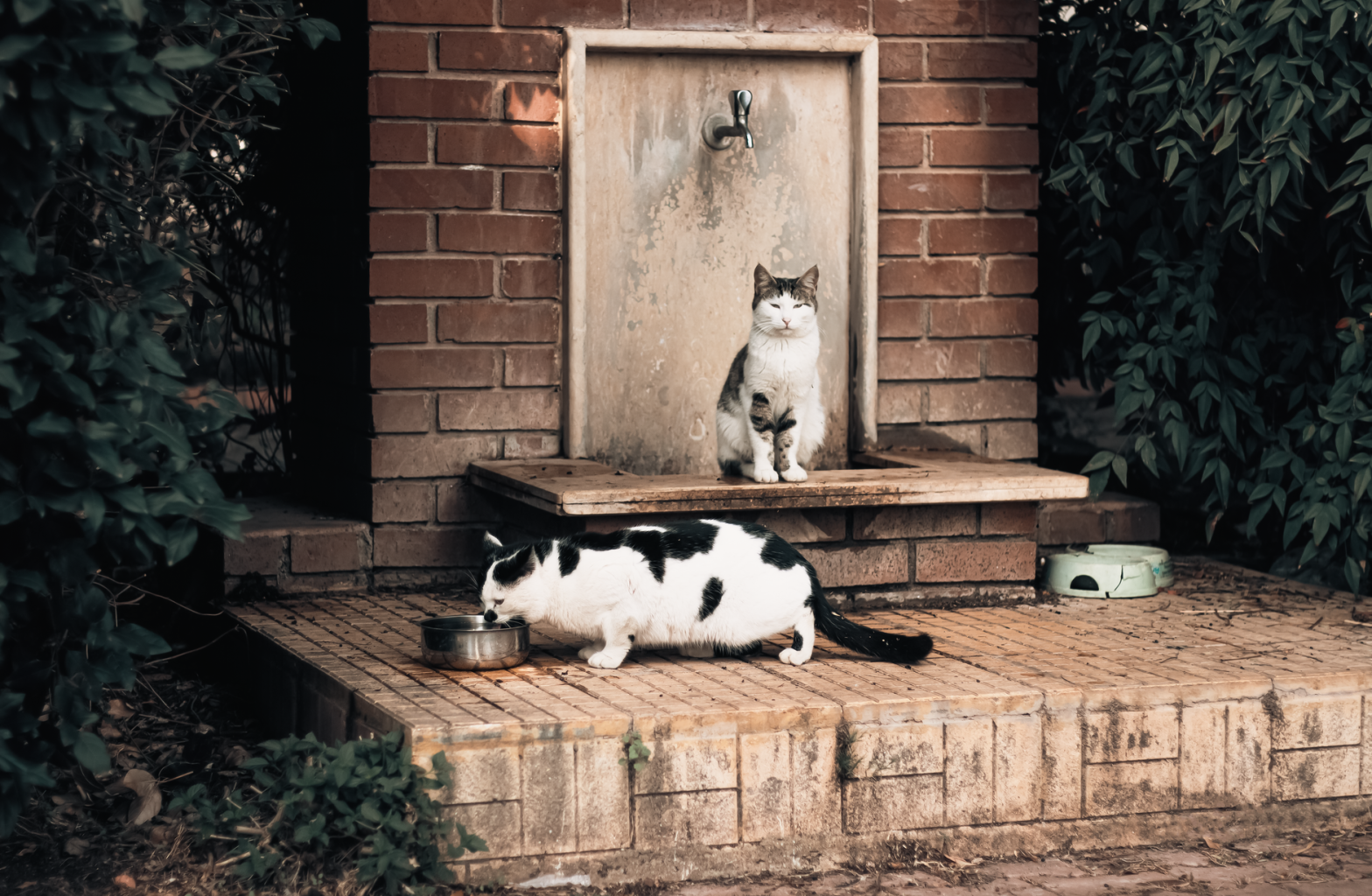 Cat Water Fountains Guide 2026: Choosing the Right Setup