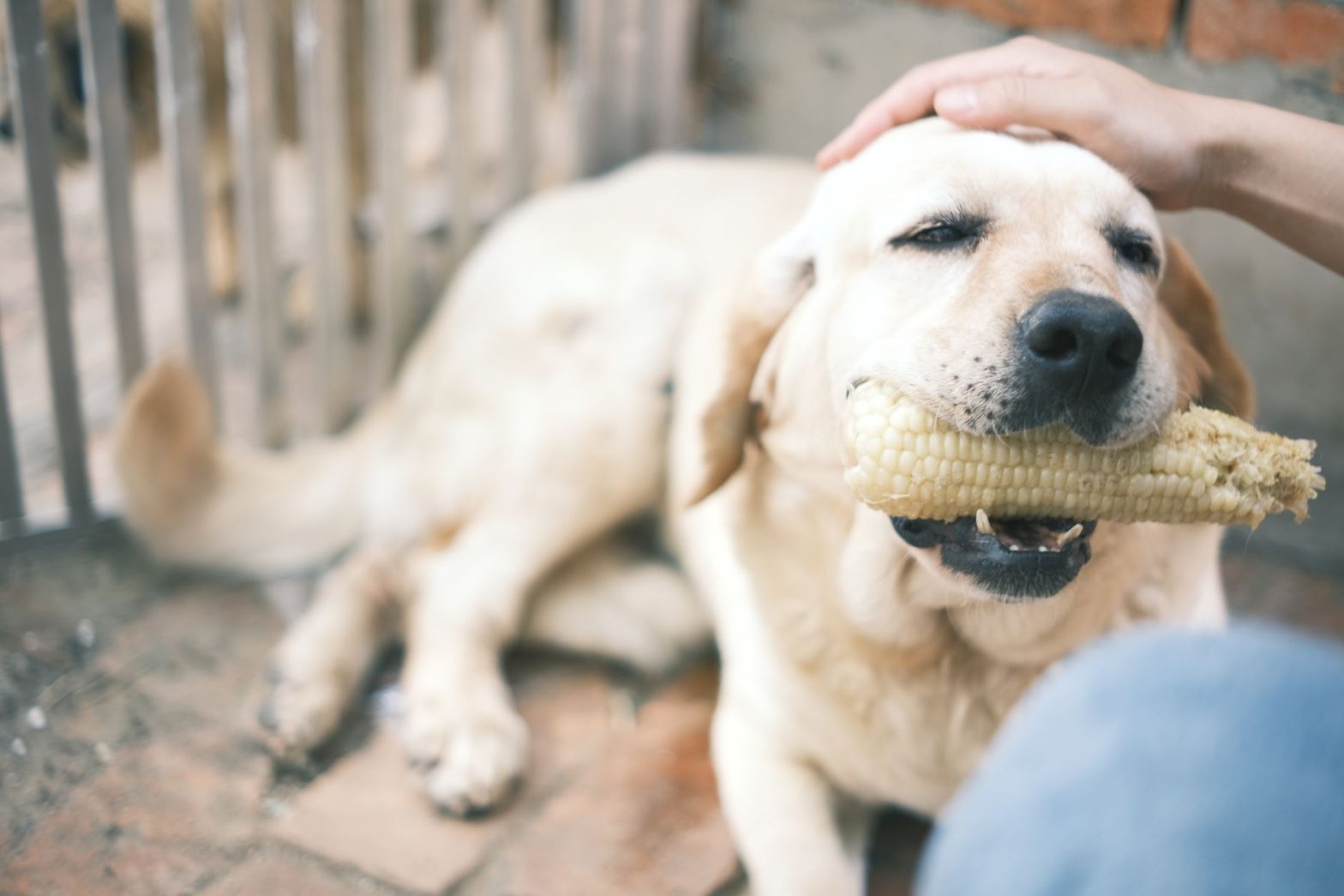 Buying Dog Food on Chewy: Is It Actually Worth It in 2026?