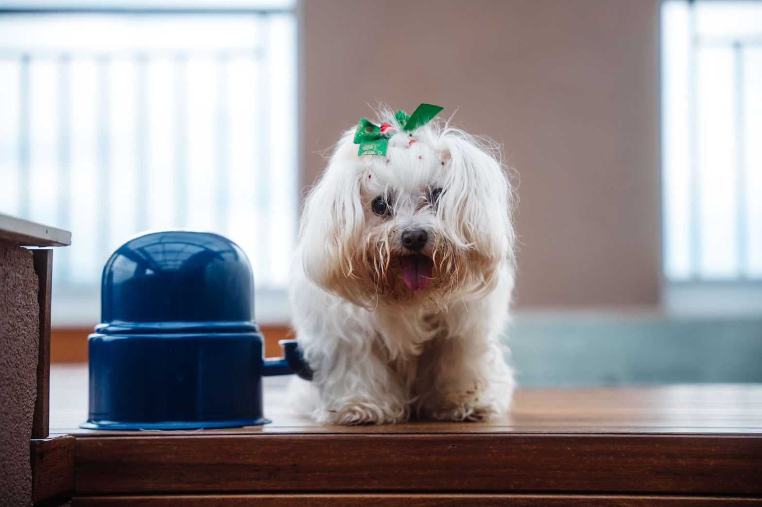 Dog Automatic Feeders Guide: Which Ones Are Worth Your Money in 2026?