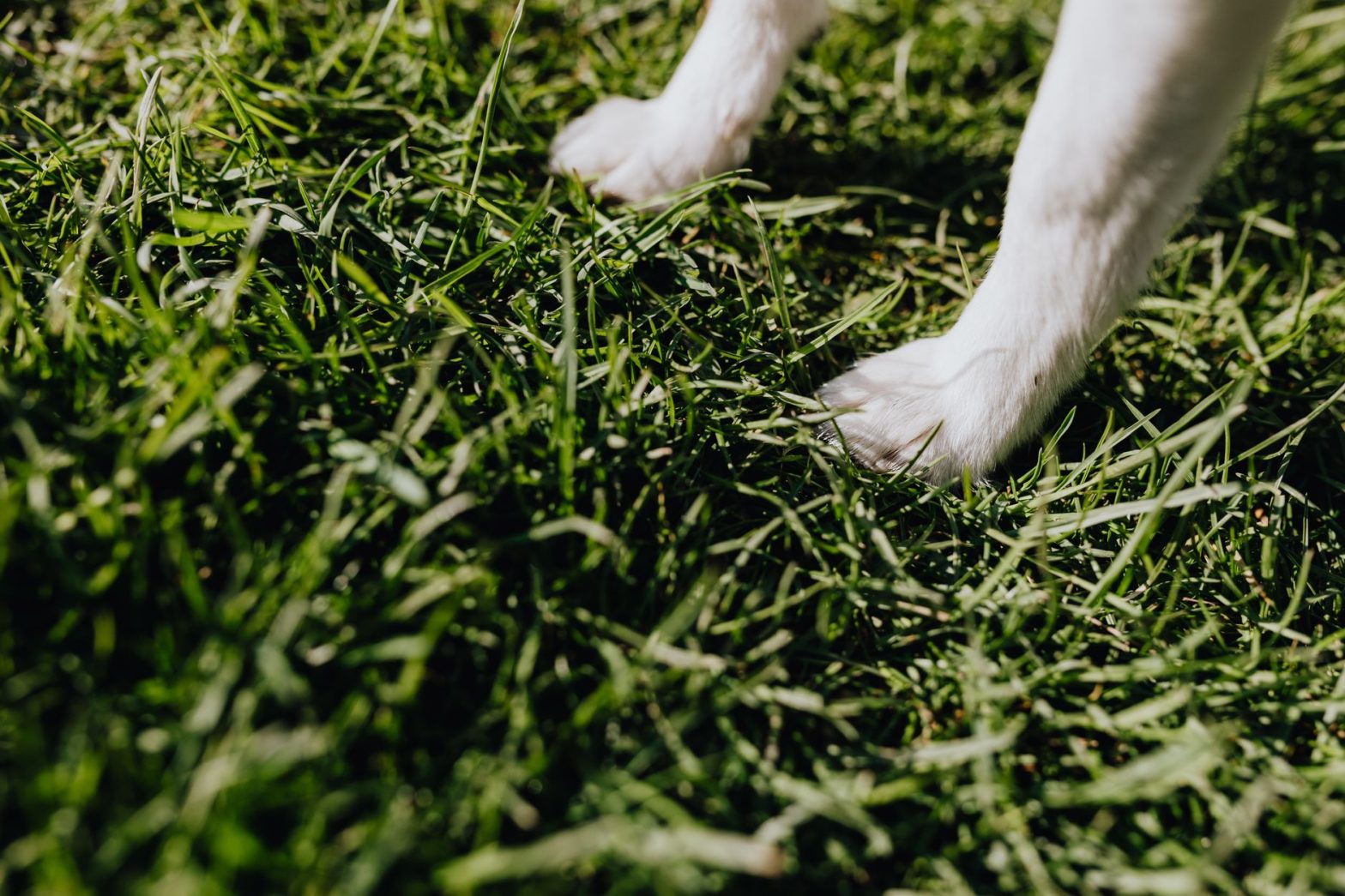 Dog Booties Paw Protection Guide 2026: What Actually Works