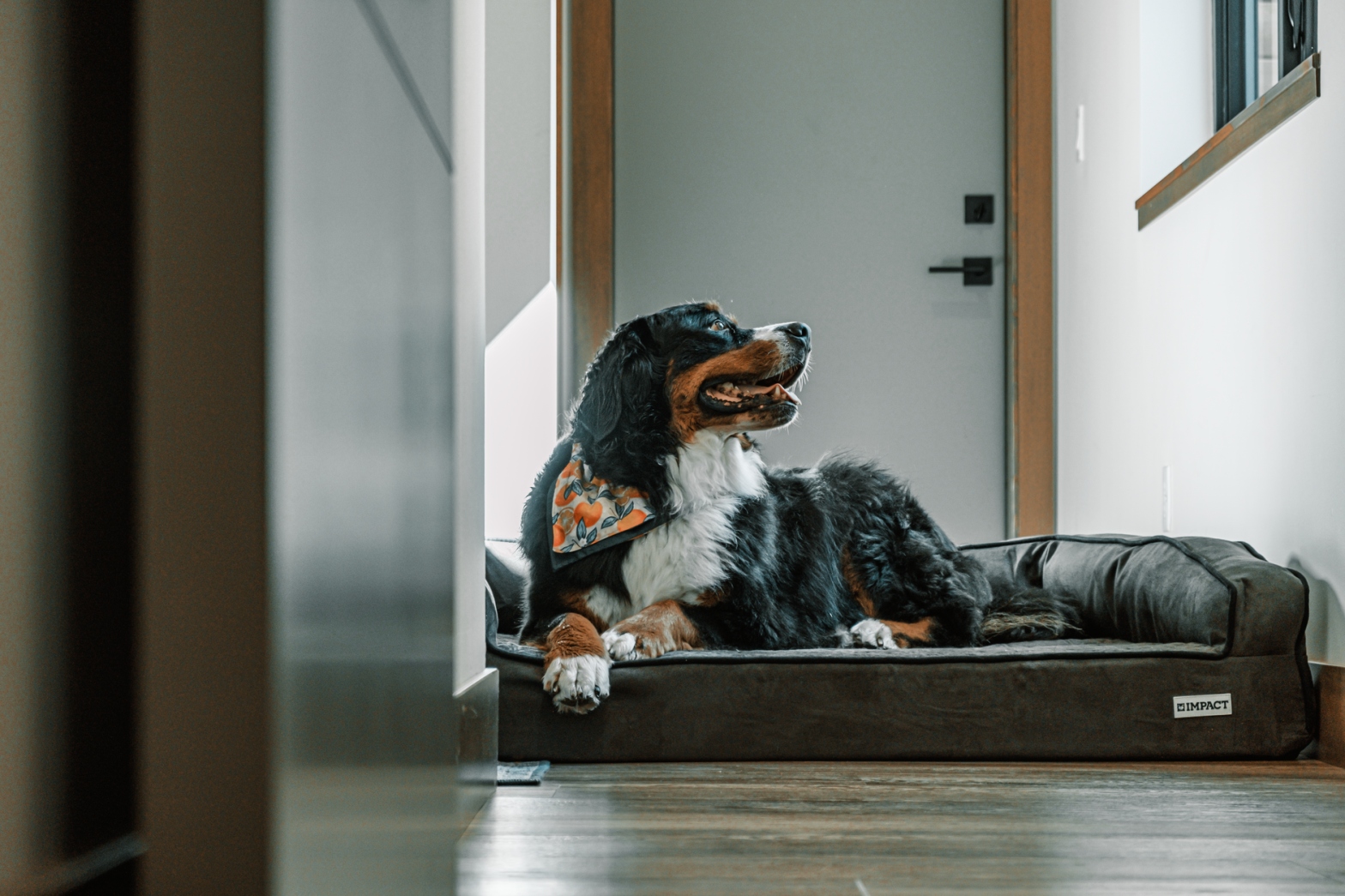 Dog Calming Products Guide: What Actually Works for Anxious Dogs in 2026