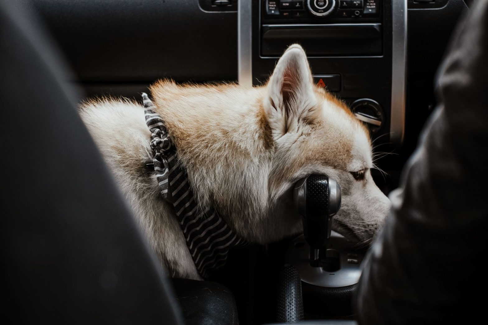 Essential Dog Car Travel Gear for 2026: Safe & Stress-Free Trips