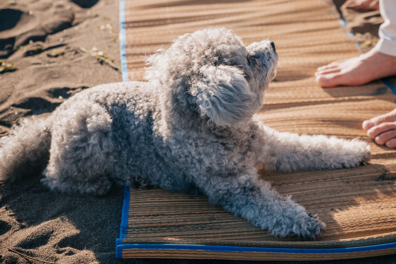 Do Dog Cooling Mats Actually Work for Overheating Dogs in 2026?