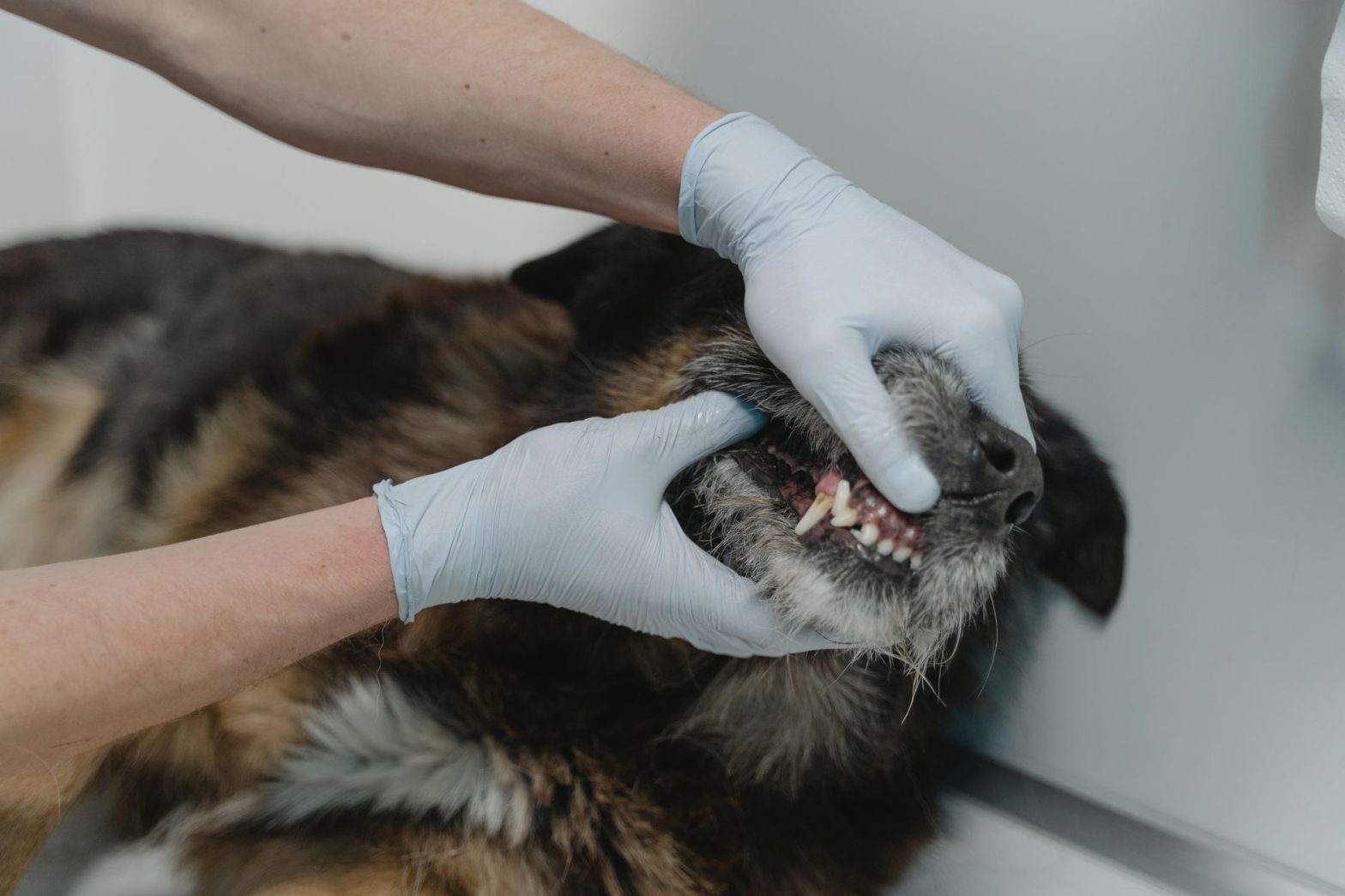 Dog Dental Care: A Trainer’s Practical Guide for 2026