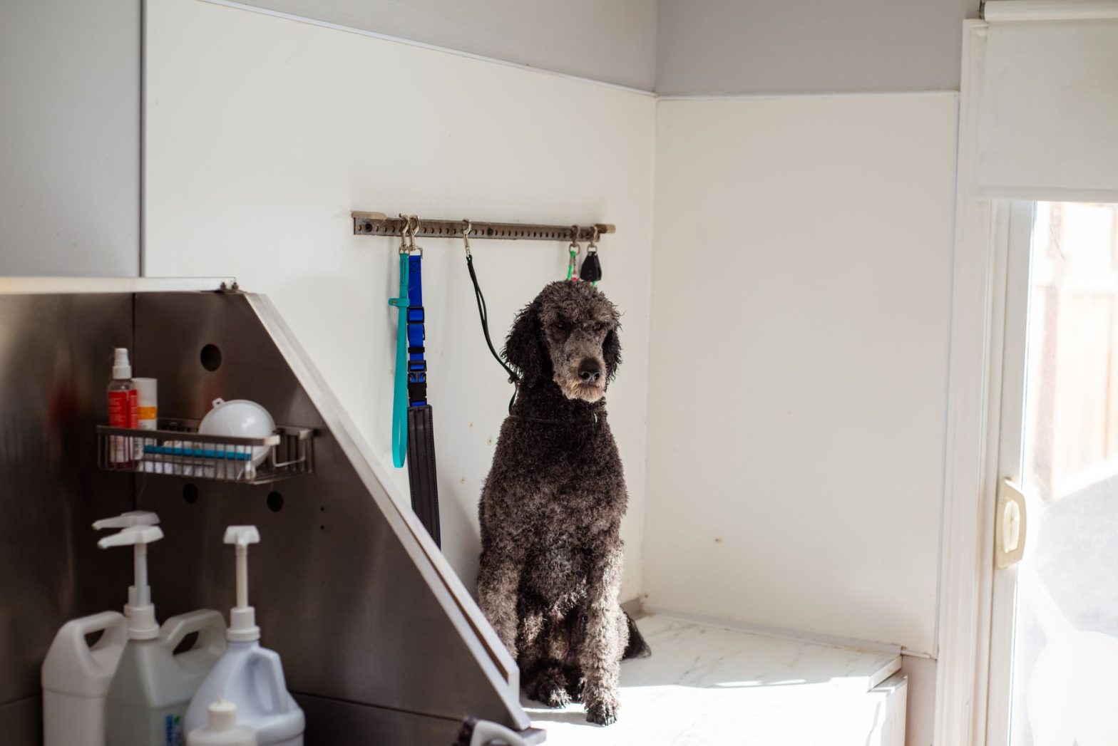 Dog Grooming Tools: Essential Brushes, Clippers & Nail Trimmers for Home Use