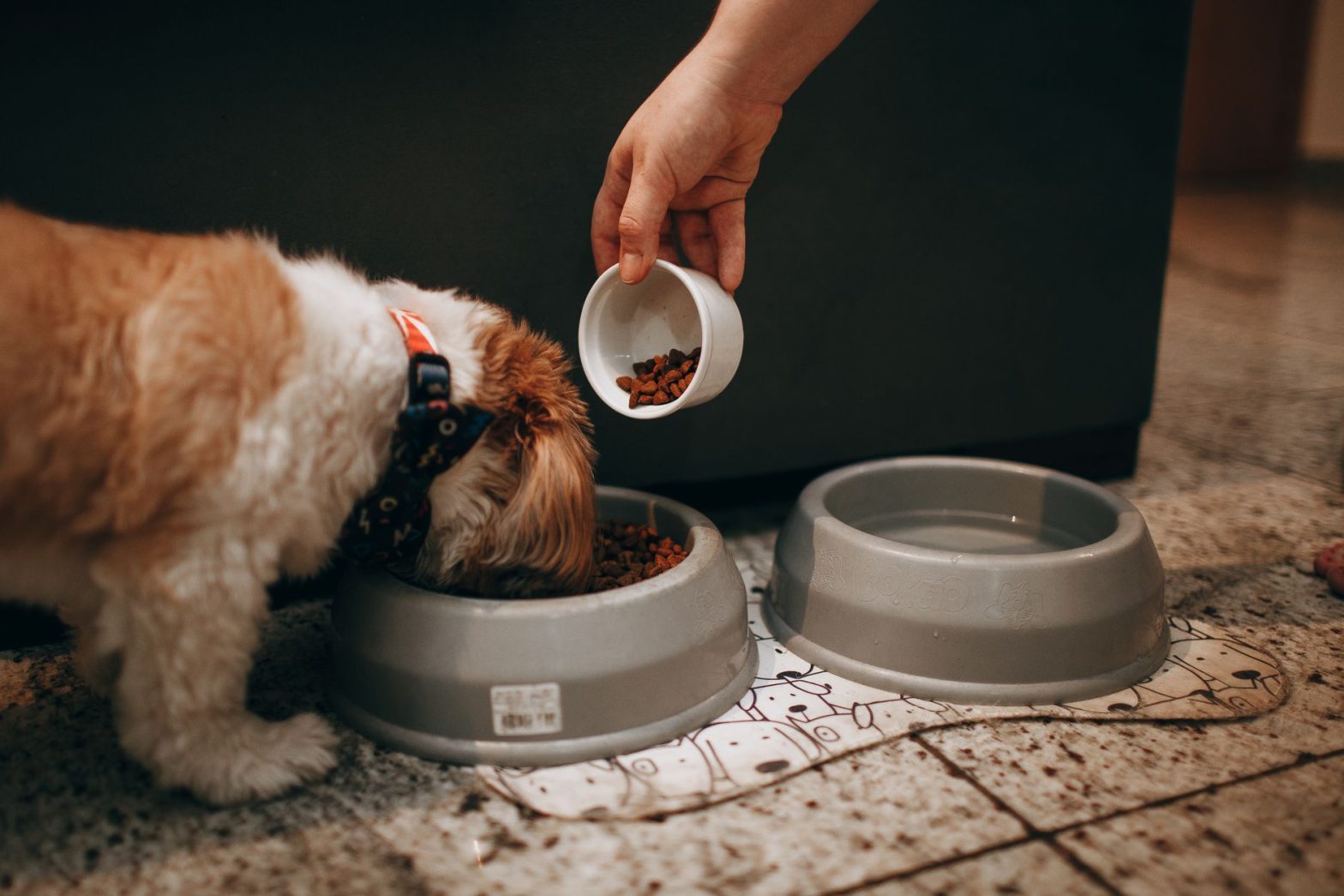 Dr. Marty Dog Food Review: Is It Worth the Premium Price?