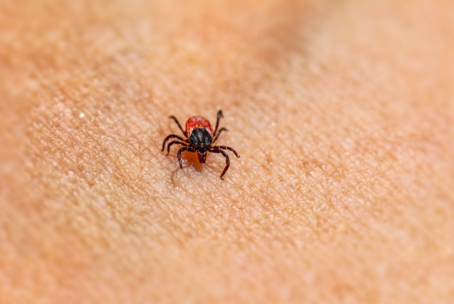 Effective Flea and Tick Prevention for Dogs: A 2026 Guide