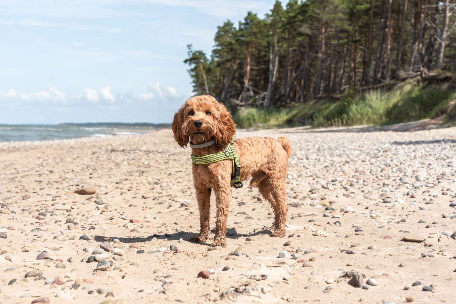 Hypoallergenic Dog Collars Guide: Safe Materials for Sensitive Skin 2026