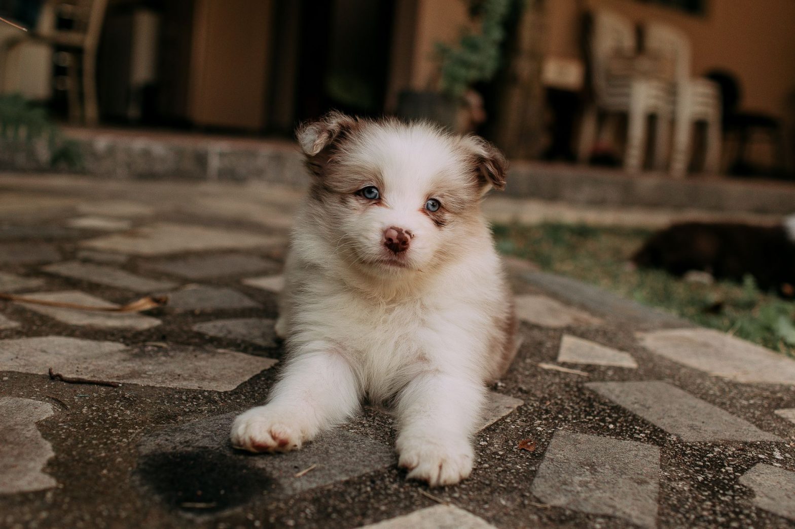 Best Puppy Training Pads: Are They Right for Your New Dog?