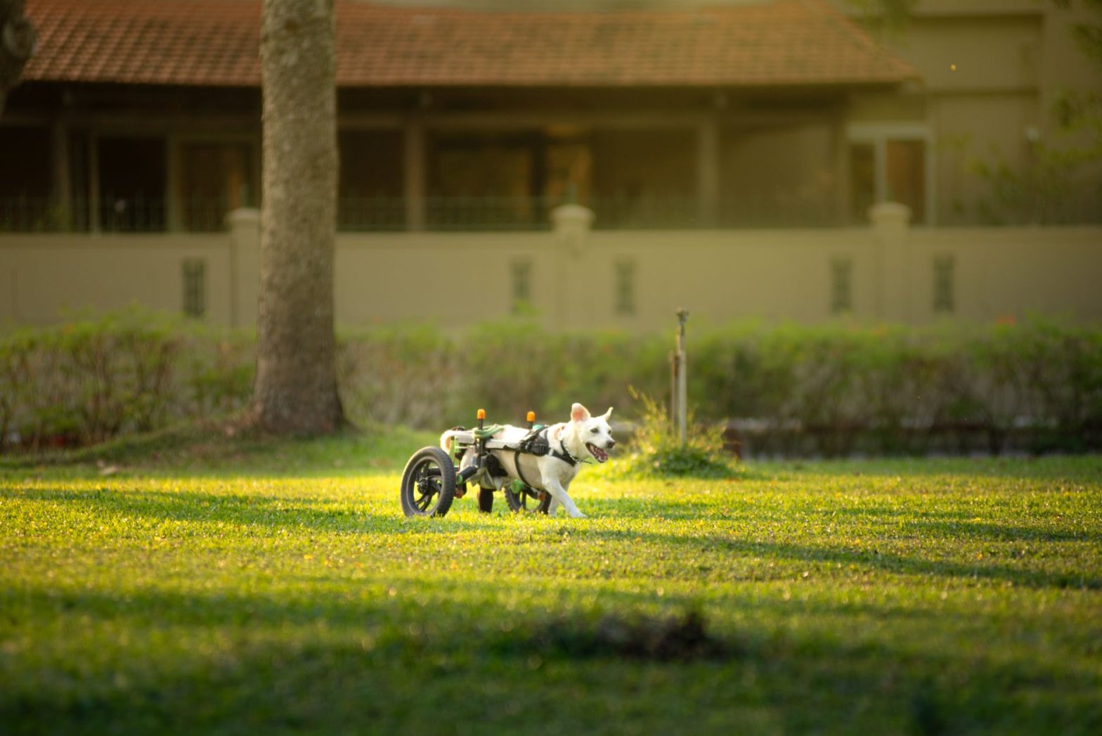 Senior Dog Mobility Aids: Choosing the Best Gear for 2026