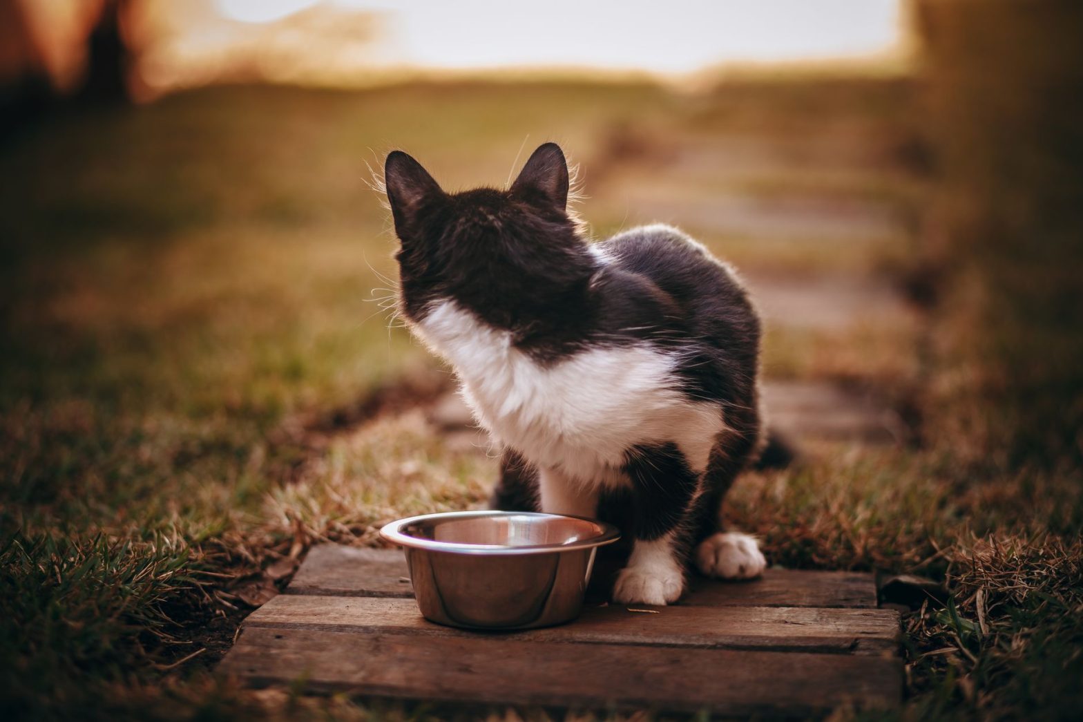 Slow Feeder Bowls Guide: Choosing the Right Feeder in 2026